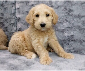 Labradoodle Litter for sale in MOMEYER, NC, USA