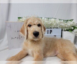 Labradoodle Litter for sale in COLLEGE STA, TX, USA