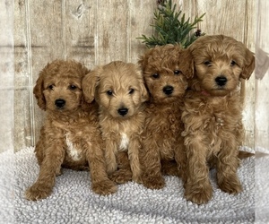 Goldendoodle (Miniature) Litter for sale in EPHRATA, PA, USA