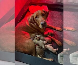 Labrador Retriever Litter for sale in ARLINGTON, VA, USA