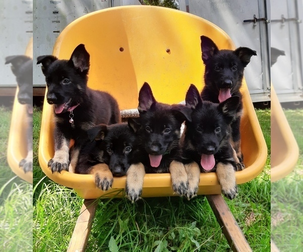 Medium Photo #1 German Shepherd Dog Puppy For Sale in BUSHNELL, FL, USA