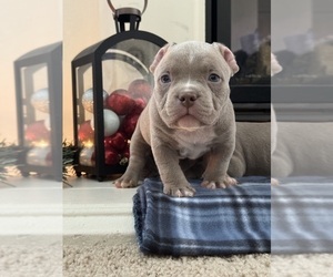 American Bully Litter for sale in STOCKTON, CA, USA