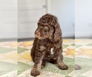Golden Mountain Doodle  Litter for sale in ALVORD, TX, USA