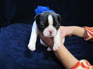French Bulldog Litter for sale in LOCKPORT, IL, USA