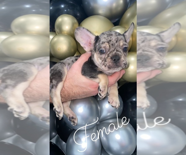 Medium Photo #1 French Bulldog Puppy For Sale in BELLVIEW, TX, USA