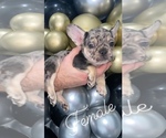 Small Photo #1 French Bulldog Puppy For Sale in BELLVIEW, TX, USA
