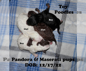 Poodle (Toy) Litter for sale in CHANUTE, KS, USA