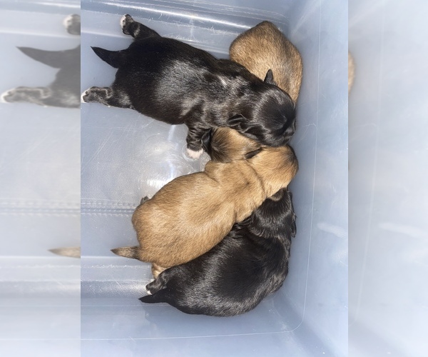 Medium Photo #1 Shih Tzu Puppy For Sale in PENSACOLA, FL, USA