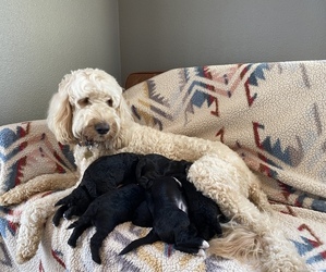 Goldendoodle-Poodle (Miniature) Mix Litter for sale in WOODLAND, WA, USA