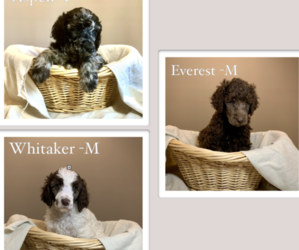 Poodle (Standard) Litter for sale in STATHAM, GA, USA