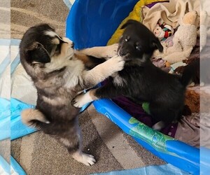 Pomsky Litter for sale in E WATERTOWN, MA, USA