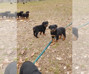 Rottweiler Litter for sale in SPRINGFIELD, MO, USA