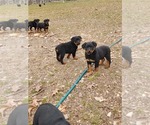 Small Photo #1 Rottweiler Puppy For Sale in SPRINGFIELD, MO, USA