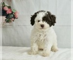 Small Photo #1 Poodle (Miniature) Puppy For Sale in WARSAW, IN, USA