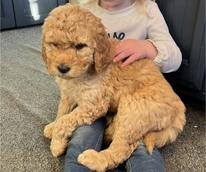 Double Doodle Litter for sale in GOSHEN, IN, USA