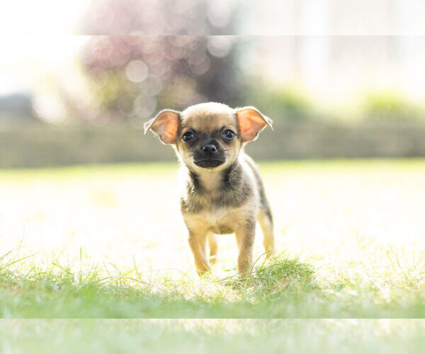 Medium Photo #1 Chihuahua Puppy For Sale in WARSAW, IN, USA