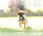 Small Photo #1 Chihuahua Puppy For Sale in WARSAW, IN, USA