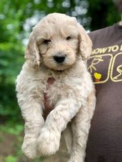 Goldendoodle Litter for sale in SOUTHWICK, MA, USA