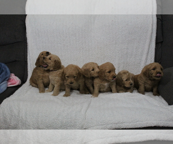 Medium Photo #1 Goldendoodle Puppy For Sale in EVART, MI, USA