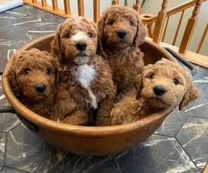 Goldendoodle Litter for sale in NEW ULM, MN, USA