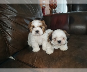 Shih Tzu Litter for sale in HARKER HEIGHTS, TX, USA