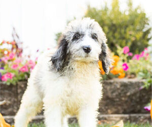 Labradoodle Litter for sale in NAPPANEE, IN, USA