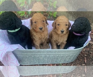 Poodle (Standard) Litter for sale in WILLARD, MO, USA