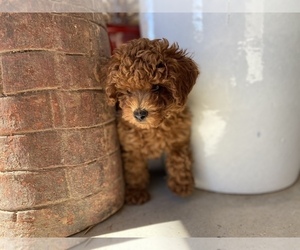 Poodle (Toy) Litter for sale in SCOTTSDALE, AZ, USA