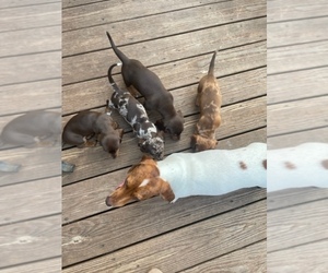 Dachshund Litter for sale in NEW WINDSOR, NY, USA