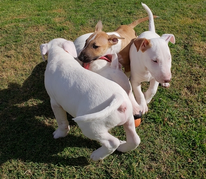 Medium Photo #1 Bull Terrier Puppy For Sale in LONG BEACH, CA, USA