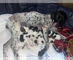 Small Photo #1 German Shorthaired Pointer Puppy For Sale in OCKLAWAHA, FL, USA