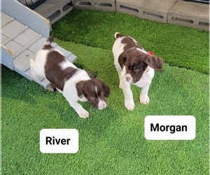 Brittany Litter for sale in ARRINGTON, TN, USA