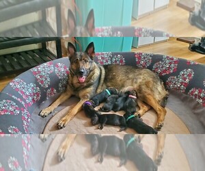 German Shepherd Dog Litter for sale in INDIANAPOLIS, IN, USA