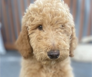Poodle (Standard) Litter for sale in HOWE, IN, USA