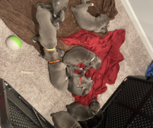 Cane Corso-Unknown Mix Litter for sale in WESTCHESTER, IL, USA