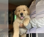 Small Photo #1 Golden Retriever Puppy For Sale in CRANSTON, RI, USA