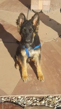 Medium Photo #1 German Shepherd Dog Puppy For Sale in HESPERIA, CA, USA