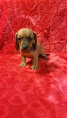 Dachshund Litter for sale in DAYTON, OH, USA