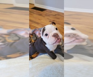 English Bulldog Litter for sale in CHICAGO, IL, USA