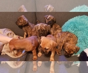 Bullmastiff-Bullypit Mix Litter for sale in BLOSSBURG, PA, USA