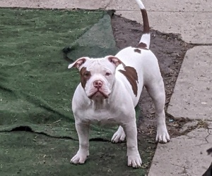 American Bully Litter for sale in TOLEDO, OH, USA