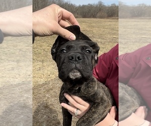 Cane Corso Litter for sale in VOLUNTOWN, CT, USA