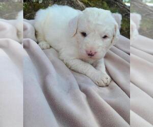English Bulldog-Poodle (Standard) Mix Litter for sale in FLATWOODS, KY, USA