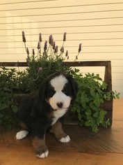 Bernese Mountain Dog Litter for sale in SHAPLEIGH, ME, USA