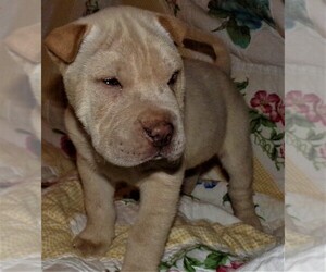 Chinese Shar-Pei Litter for sale in DUNNELLON, FL, USA