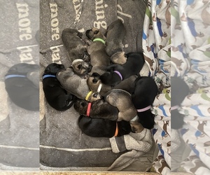 Dutch Shepherd Dog Litter for sale in JURUPA VALLEY, CA, USA