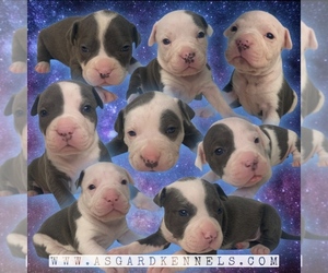 American Bully Litter for sale in BONNEY LAKE, WA, USA