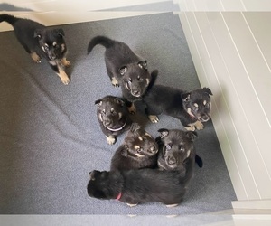 German Shepherd Dog-Siberian Husky Mix Litter for sale in NAVARRE, FL, USA