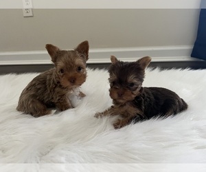 Yorkshire Terrier Litter for sale in BONNE TERRE, MO, USA