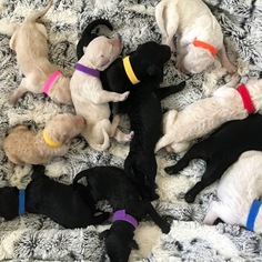 Goldendoodle Litter for sale in CORNING, CA, USA